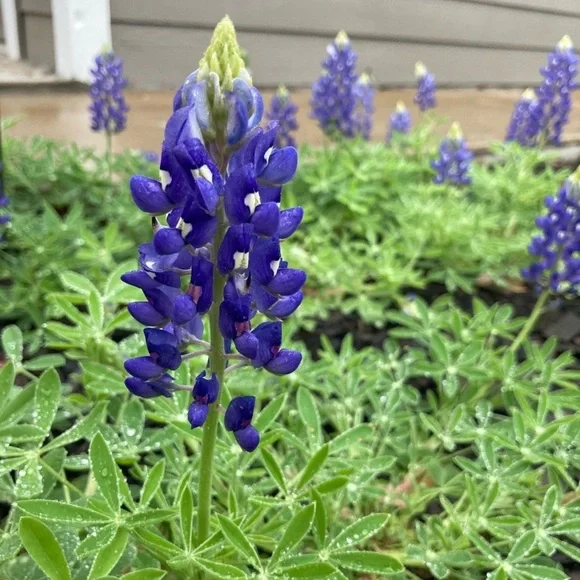50 Seeds Texas Bluebonnet Wildflower Lupinus texensis Flower Seeds Garden - Picture 6 of 16